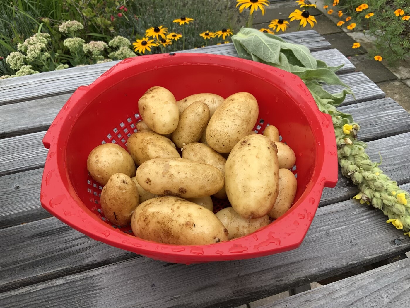Roter Plastikkorb voller Kartoffeln auf Holztisch im Garten
