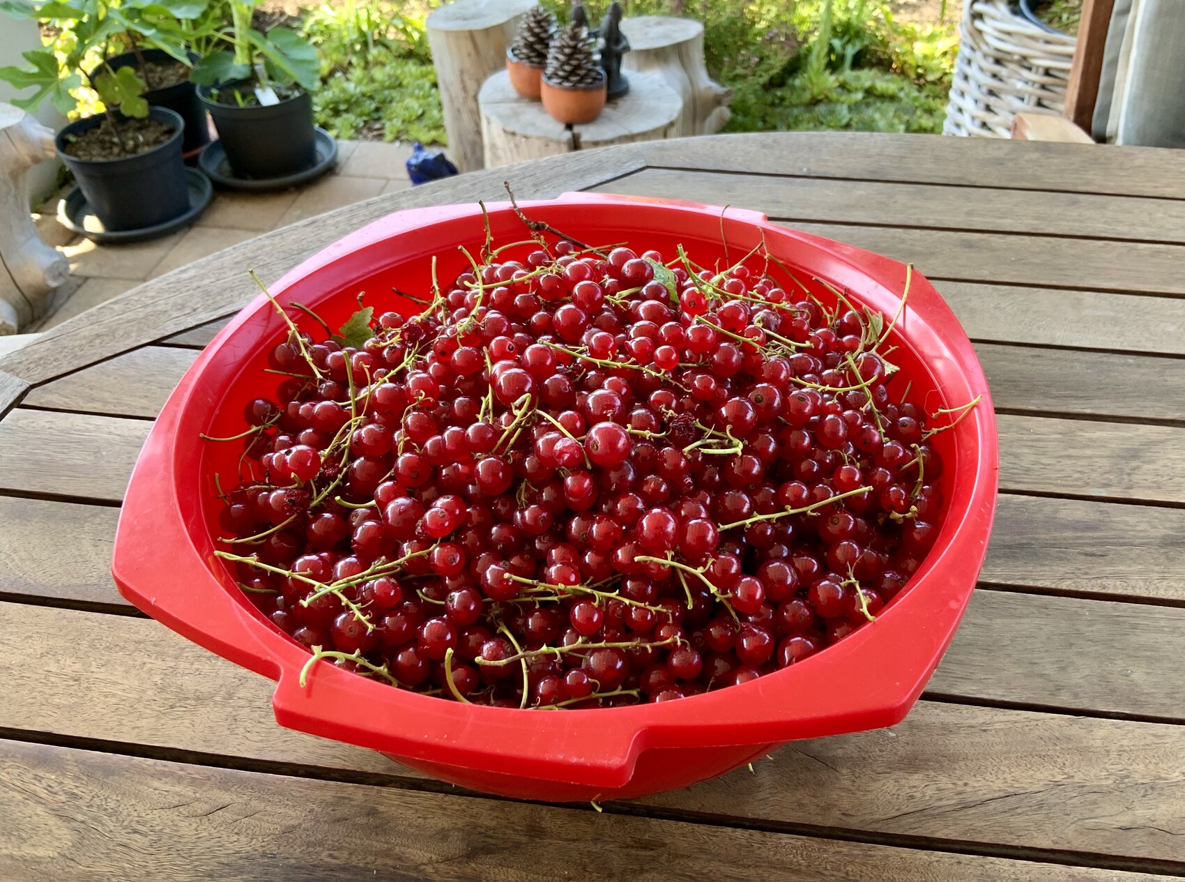 Viele rote Kirschen in einer roten Schüssel auf Holztisch im Garten