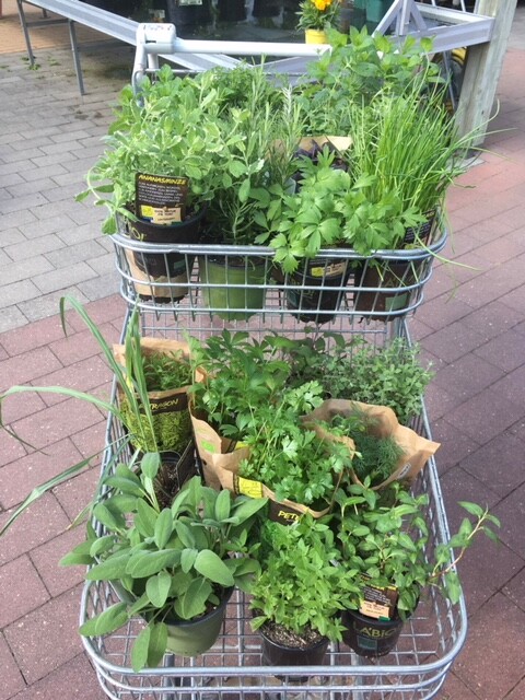 Einkaufswagen mit frischen Kräutertöpfen im Außenbereich