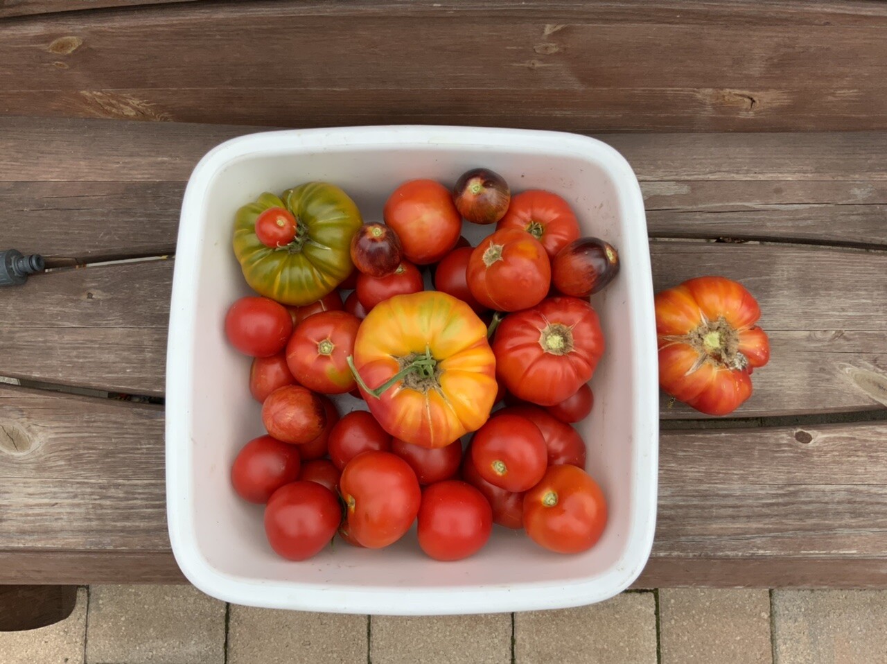 Weiße Schale mit roten Tomaten und grünen Tomaten auf Holztisch, Gartenernte.