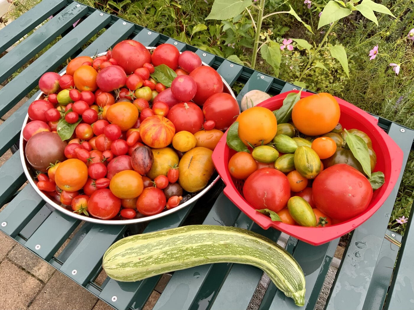 Tomaten in zwei Schalen auf einer Gartenbank: rote, orange und grüne Sorten; lange Zucchini.