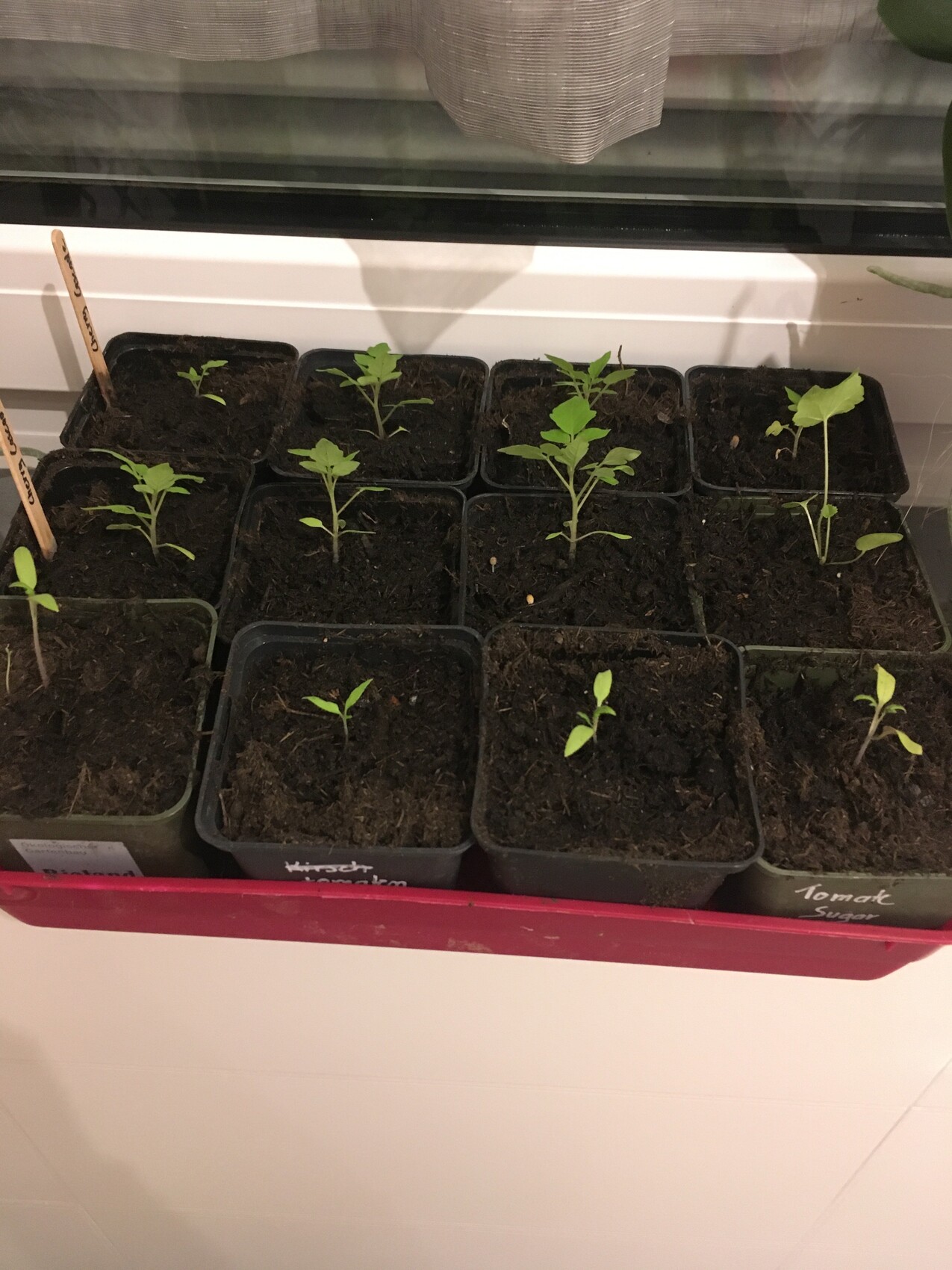 Mehrere junge Tomatenpflanzen in Anzuchttöpfen auf einer Fensterbank.
