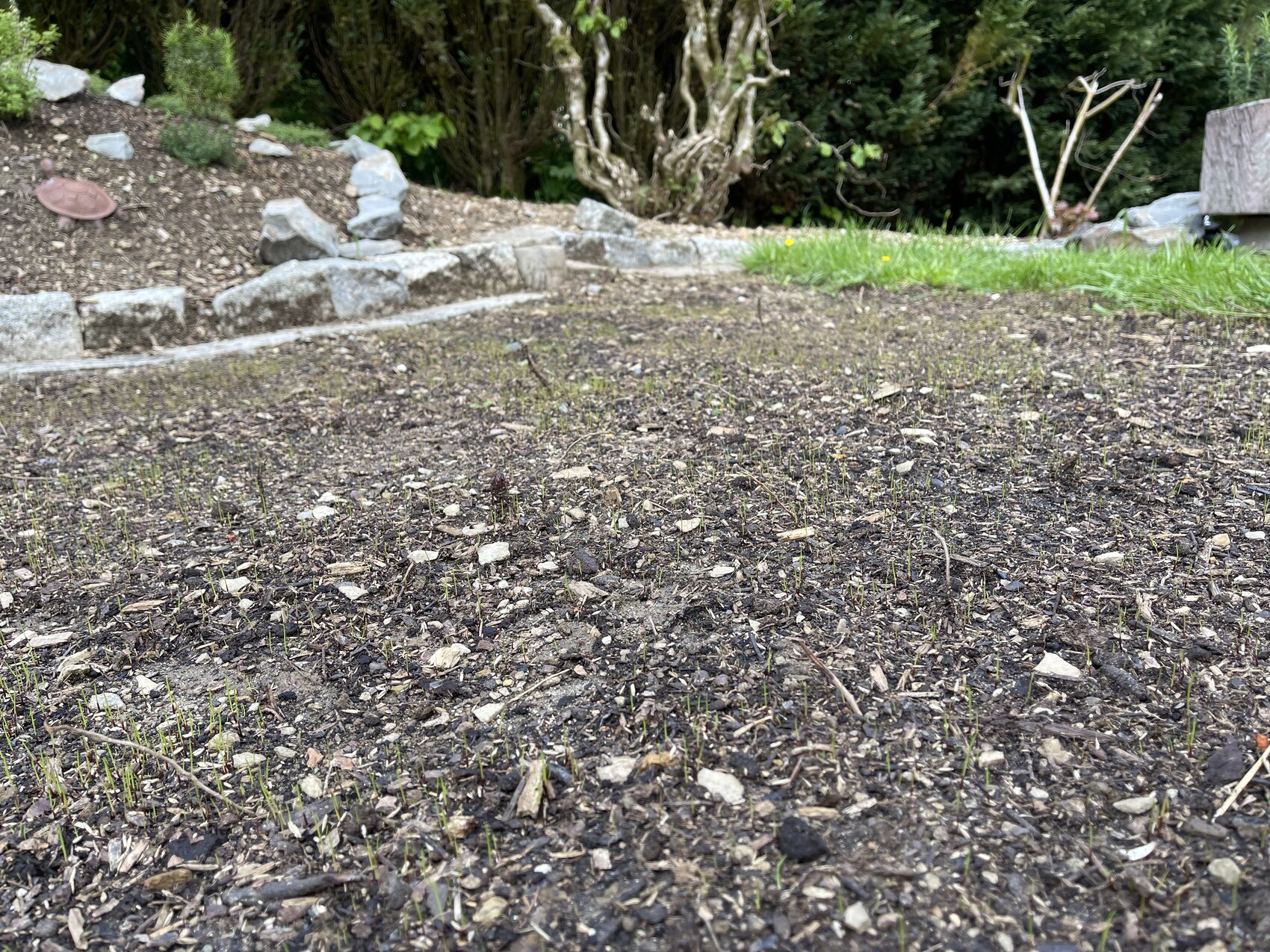 Kleiner Gartenboden mit ersten Grashalmen, Steinmauer im Hintergrund und Sträuchern.