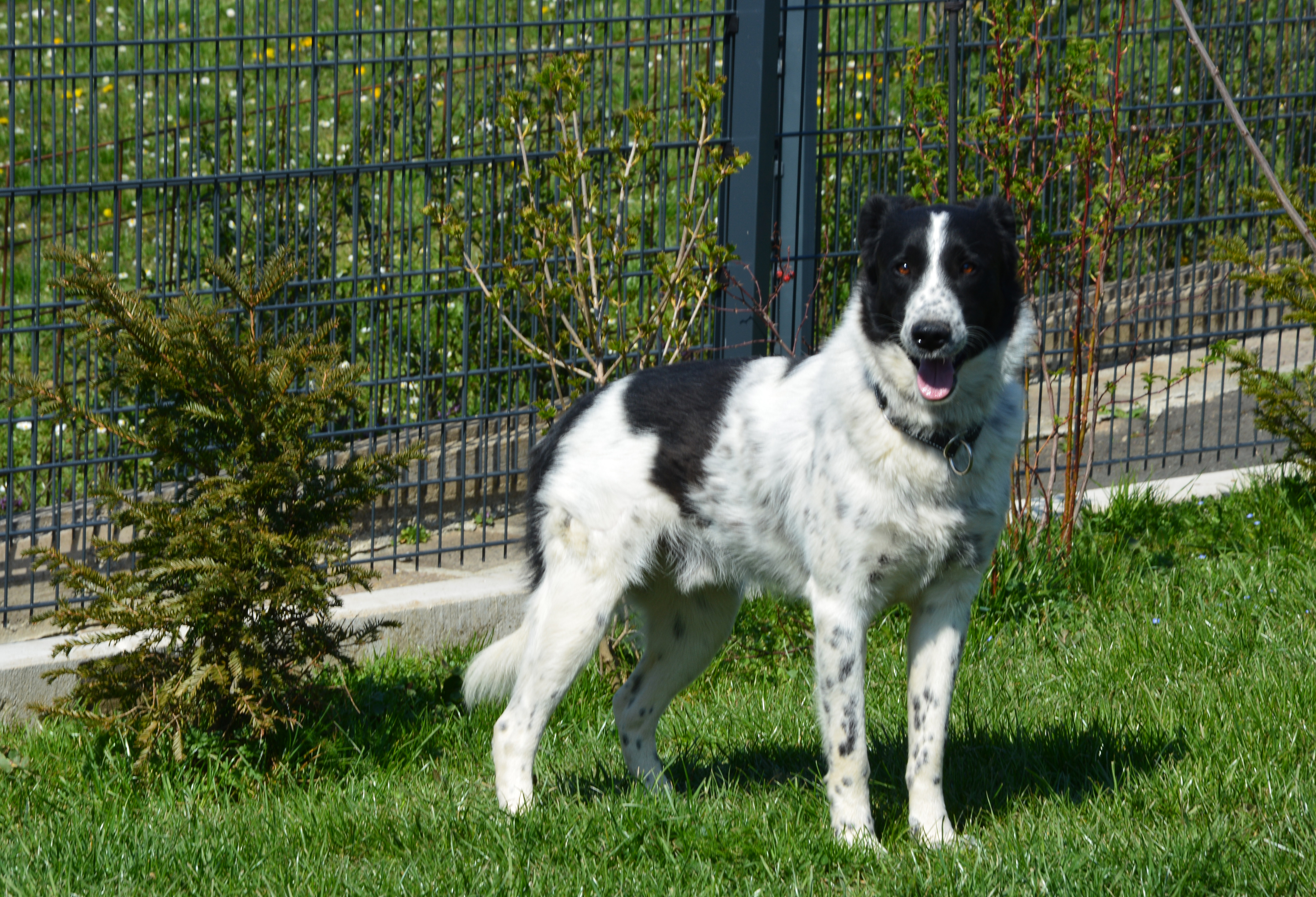 froehlicher-schwarz-weisser-hund-im-garten-mit-zaun.jpg