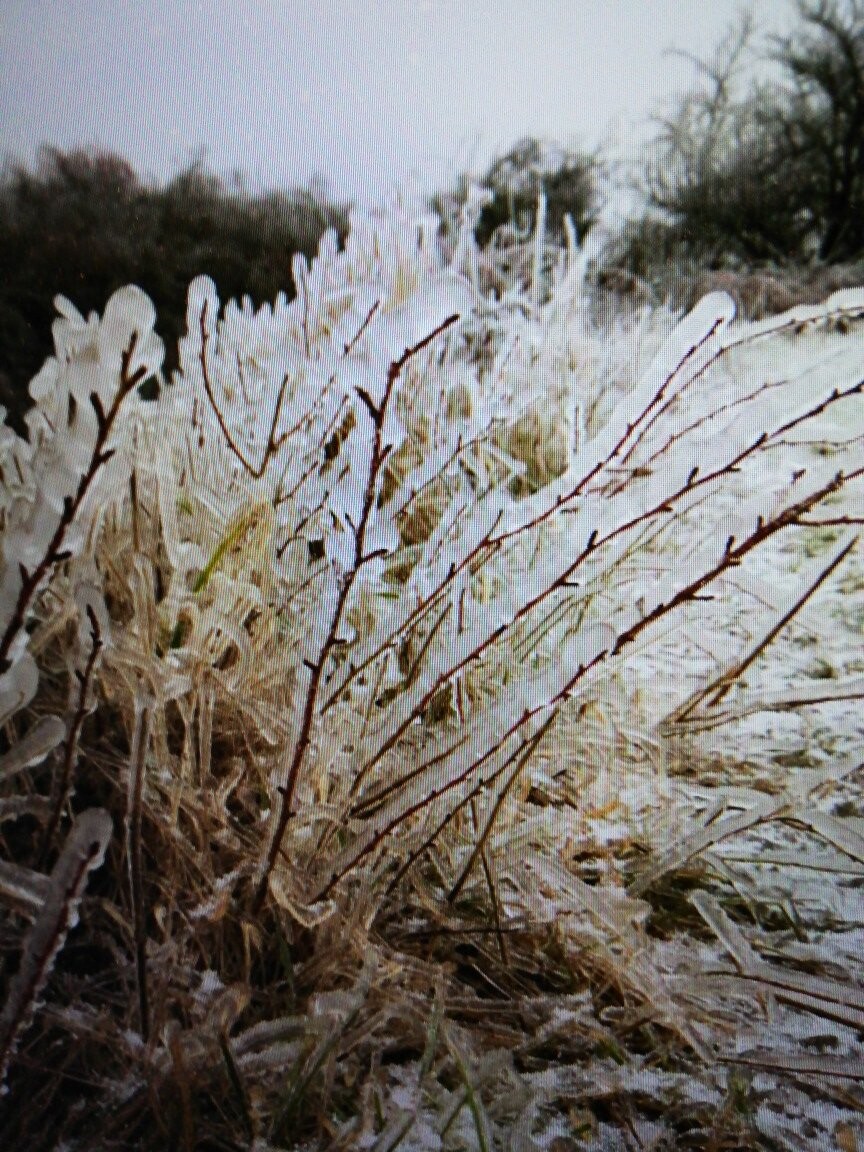 Frostbedeckte Gräser und Zweige in einer winterlichen Landschaft, Nahaufnahme