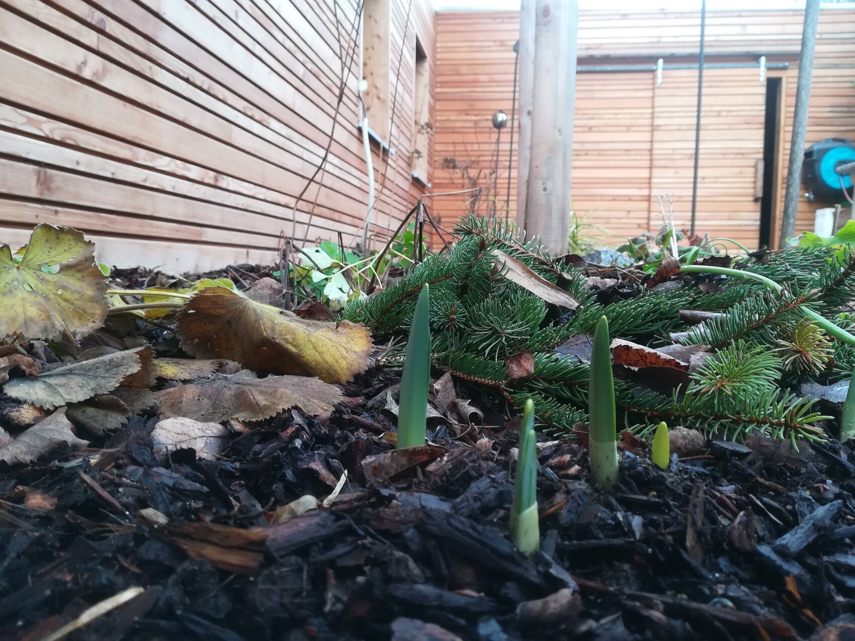 Junge grüne Sprossen wachsen aus Gartenmulch vor einer Holzwand.