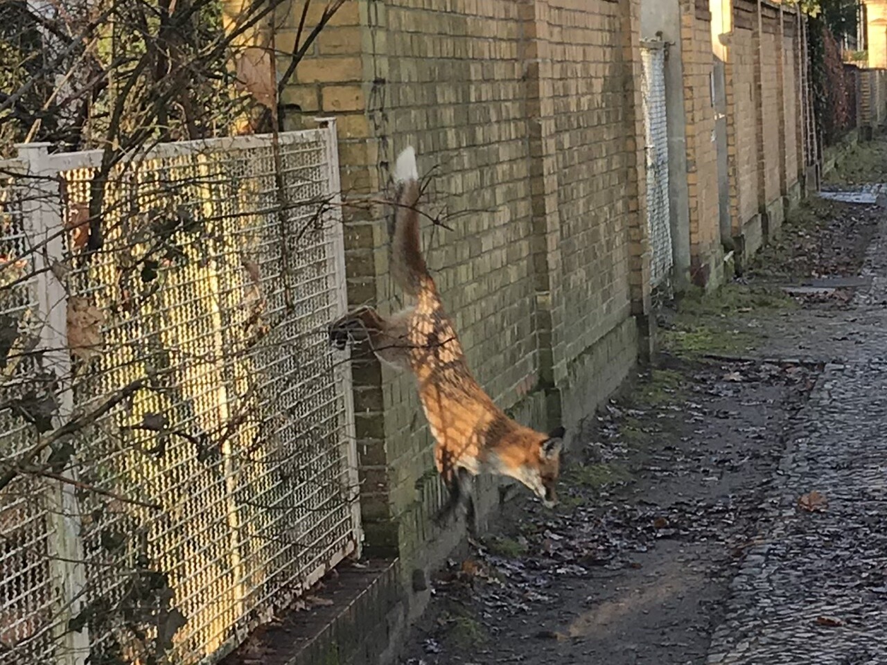Roter Fuchs klammert sich an einen Maschendrahtzaun neben einer Steinmauer in einer engen Gasse.