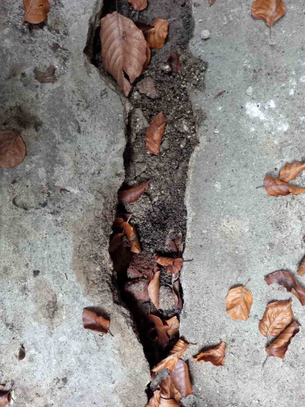 Tiefer Riss im Betonboden mit Erde und Herbstlaub im Spalt