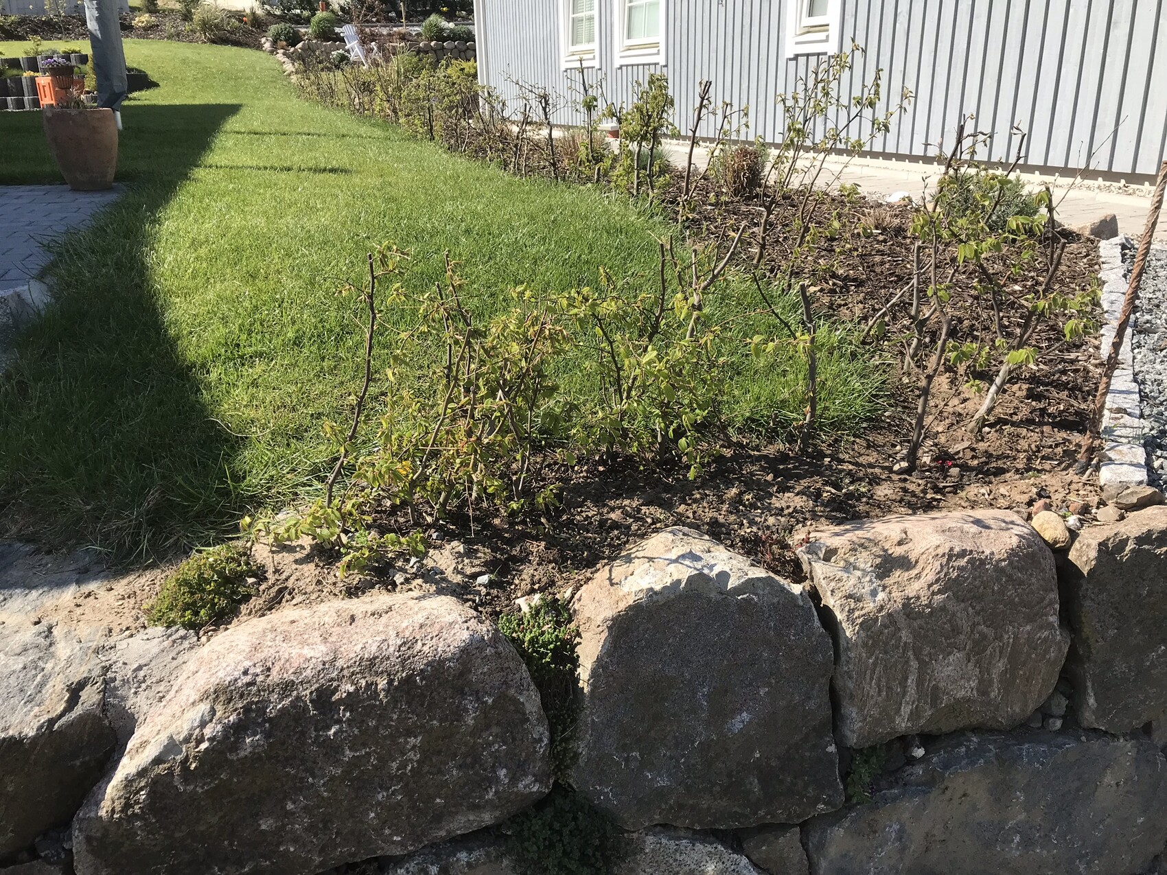 Garten mit gruenem Rasen, Steinmauer als Begrenzung und kleinere Sträucher am Haus