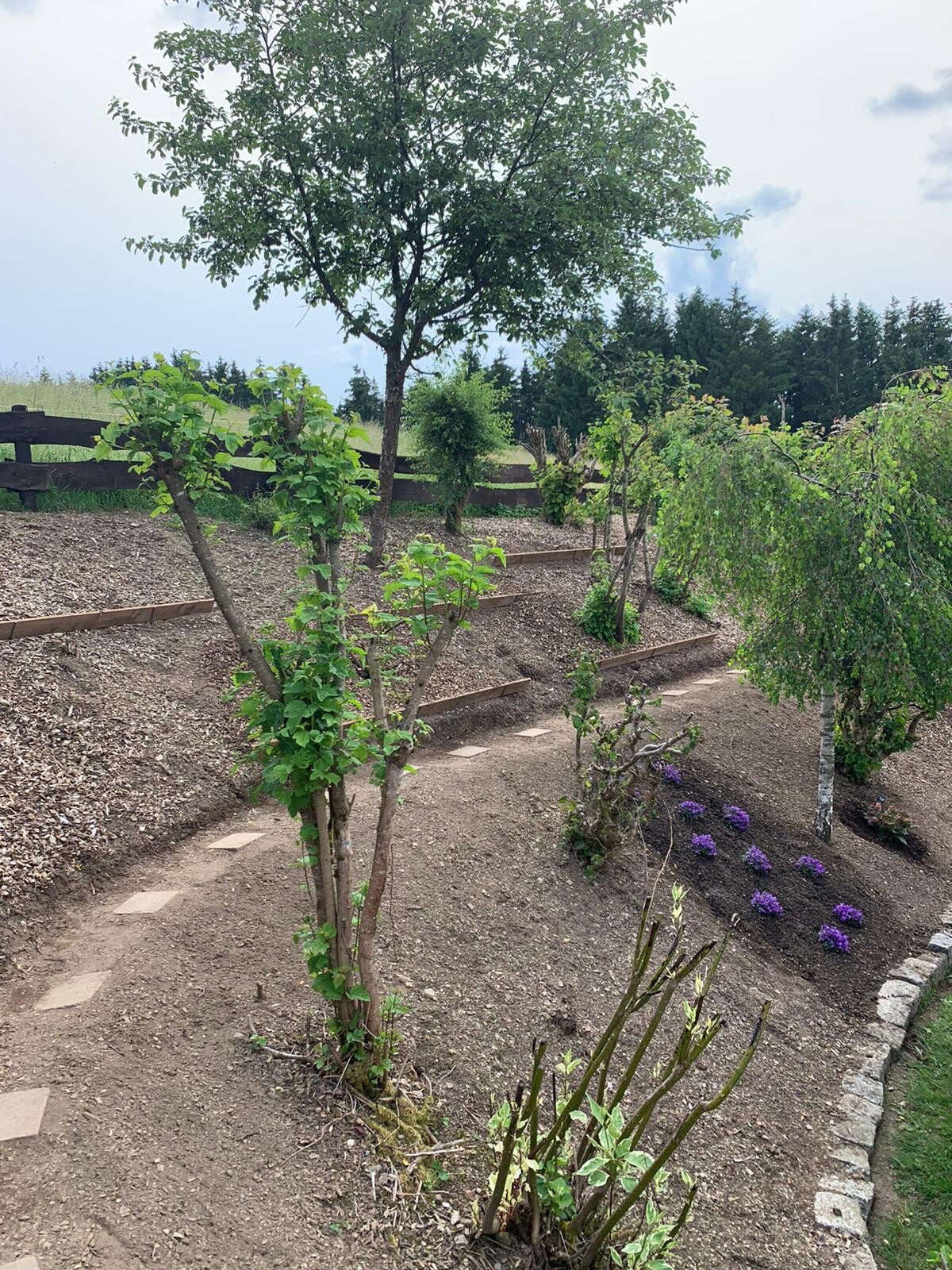 Terrassierter Garten mit Kiesweg, Treppenstufen, Bäumen, Sträuchern und lila Blumen