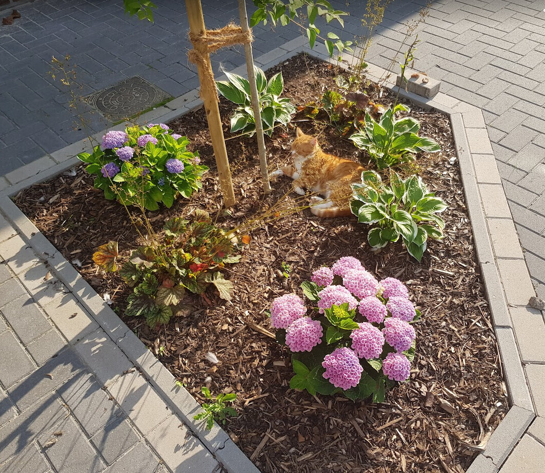 Orange-weißer Kater ruht im Mulchgarten zwischen pinken Hydrangea-Blüten und Hostas.