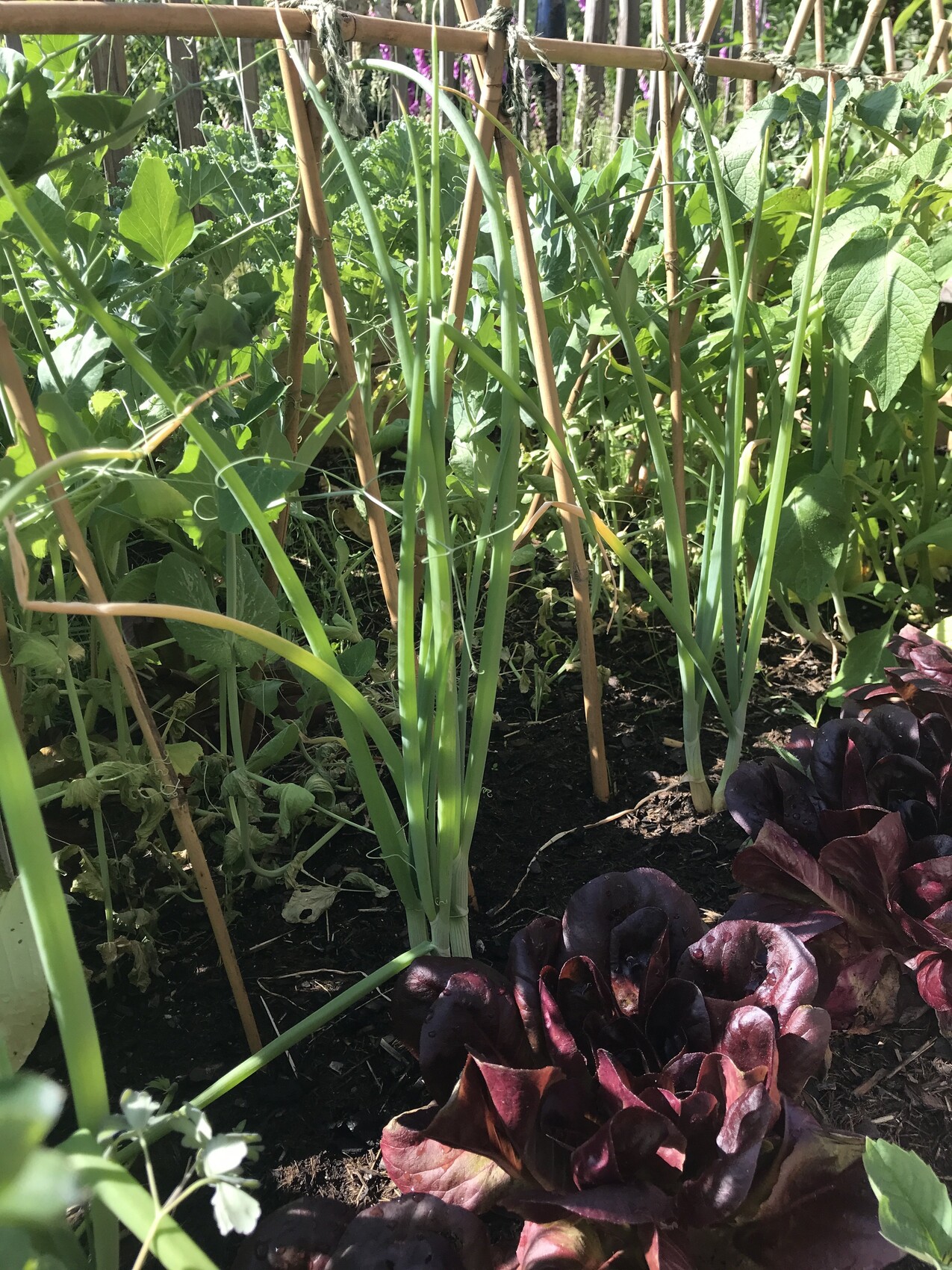 Gartenbeet mit Lauchpflanzen und rotem Kopfsalat, Bambusstützen im Beet.