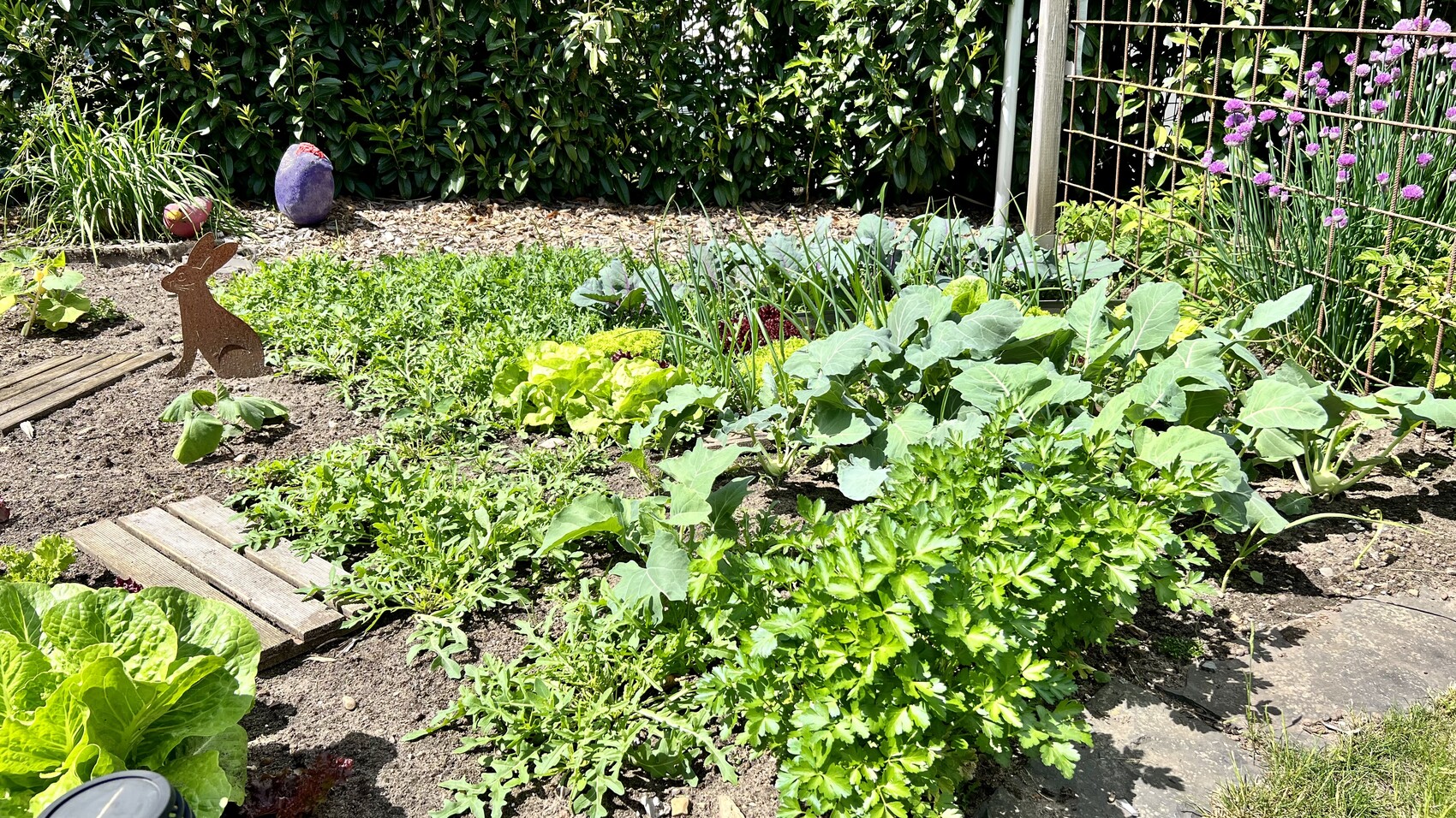 Gartenbeet mit Salat, Kohlpflanzen, Zwiebeln; Holzkaninchen neben Steinen und Allium-Blüten.