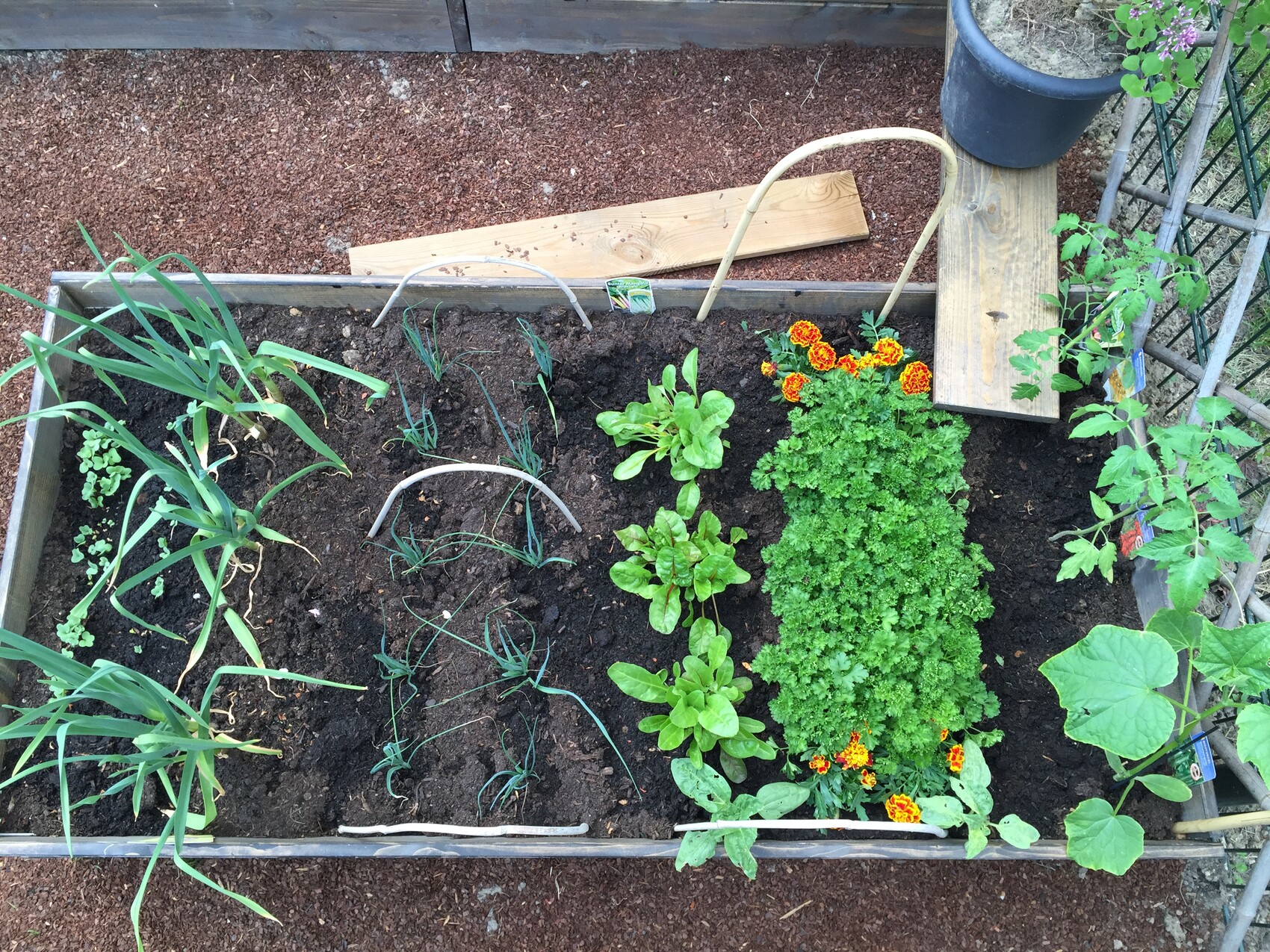 Hochbeet: links Lauch, Mitte Kräuter, rechts Petersilie; Ringelblumen dazwischen.