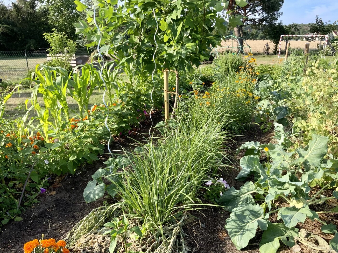 Gartenbeet mit Gräsern, Baum mit Stäben, Kletterpflanzen und orange Blüten im Beet