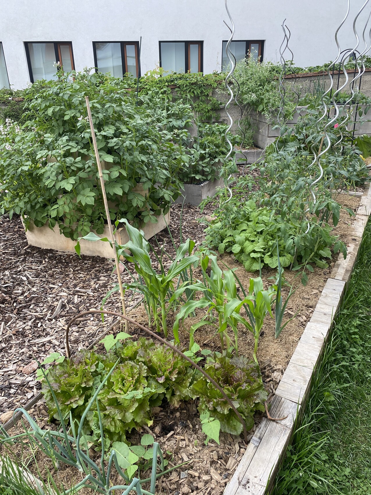 Gartenbeet mit Tomatenpflanzen an Spiralenstützen, Mais- und Salatpflanzen im Vordergrund.