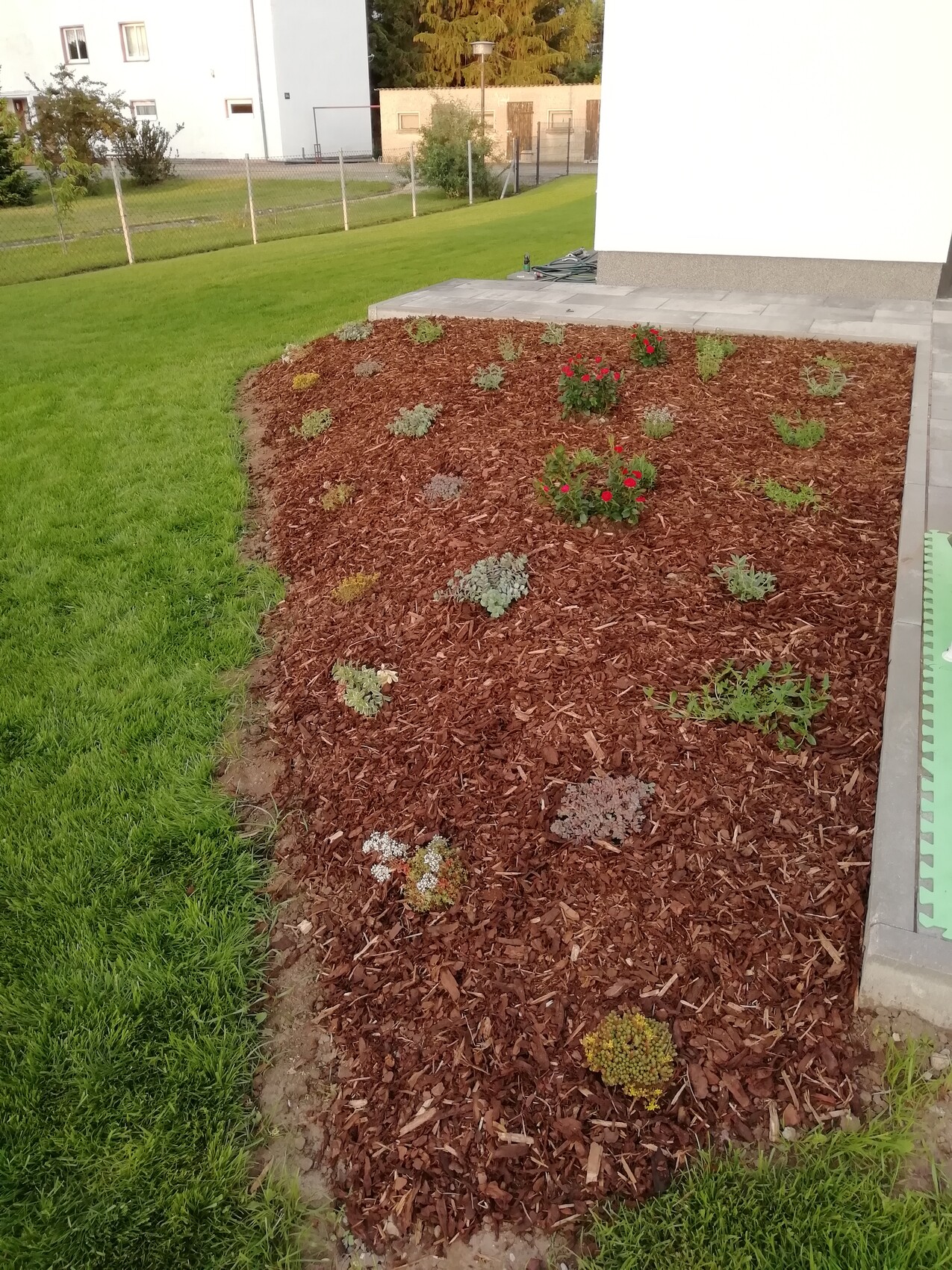 Gartenbeet mit brauner Mulch-Schicht, kleinen Stauden und roten Blüten vor einem weißen Haus.