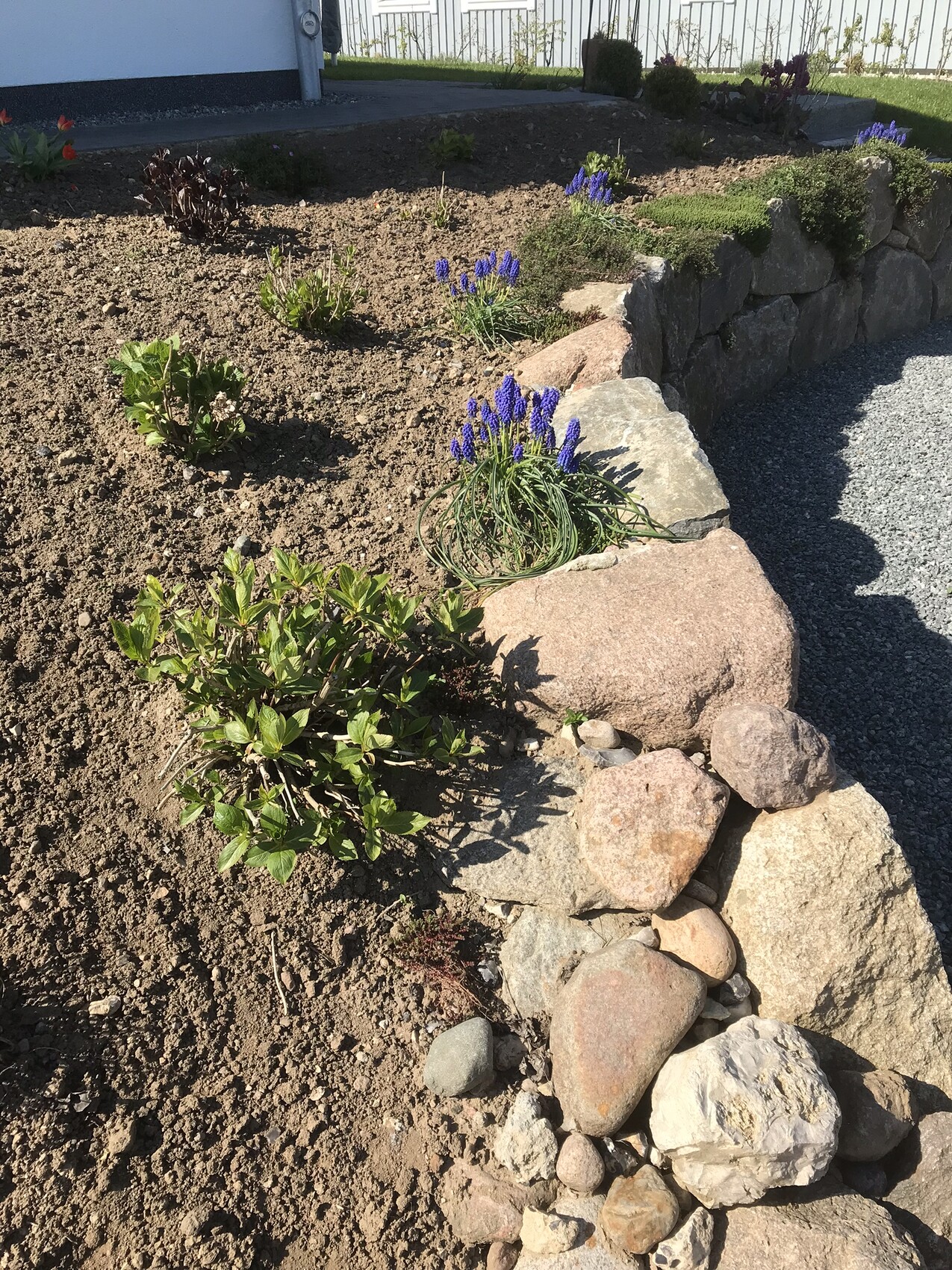 Garten mit Steinmauer, Lavendelblüten und bepflanzten Beeten neben einem Haus