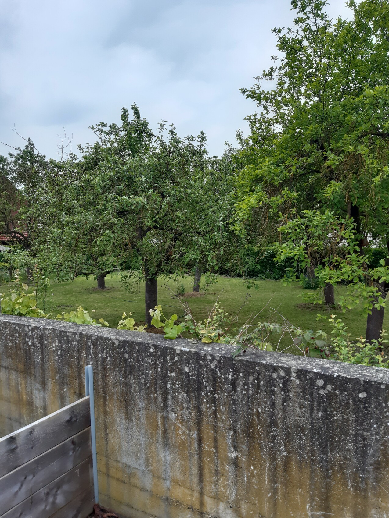 Garten mit grünem Rasen und Obstbäumen hinter einer moosigen Betonmauer; Holzzaun im Vordergrund.