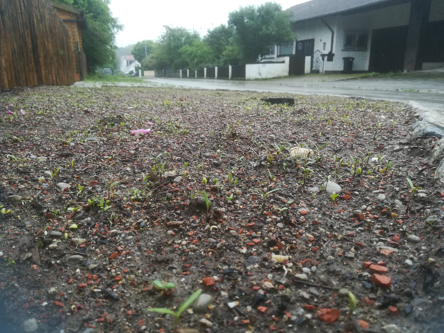 Unbefestigter Gartenboden mit kleinen Gräsern sprießend, Kiesel und angrenzende Häuser.