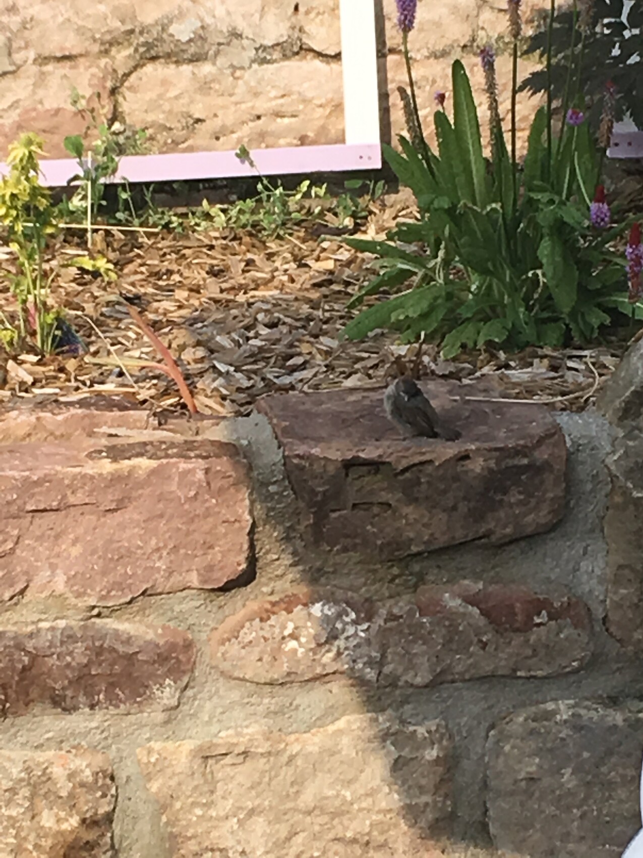 Kleiner Vogel sitzt auf Steinmauer im Garten neben Pflanzen und Mulch