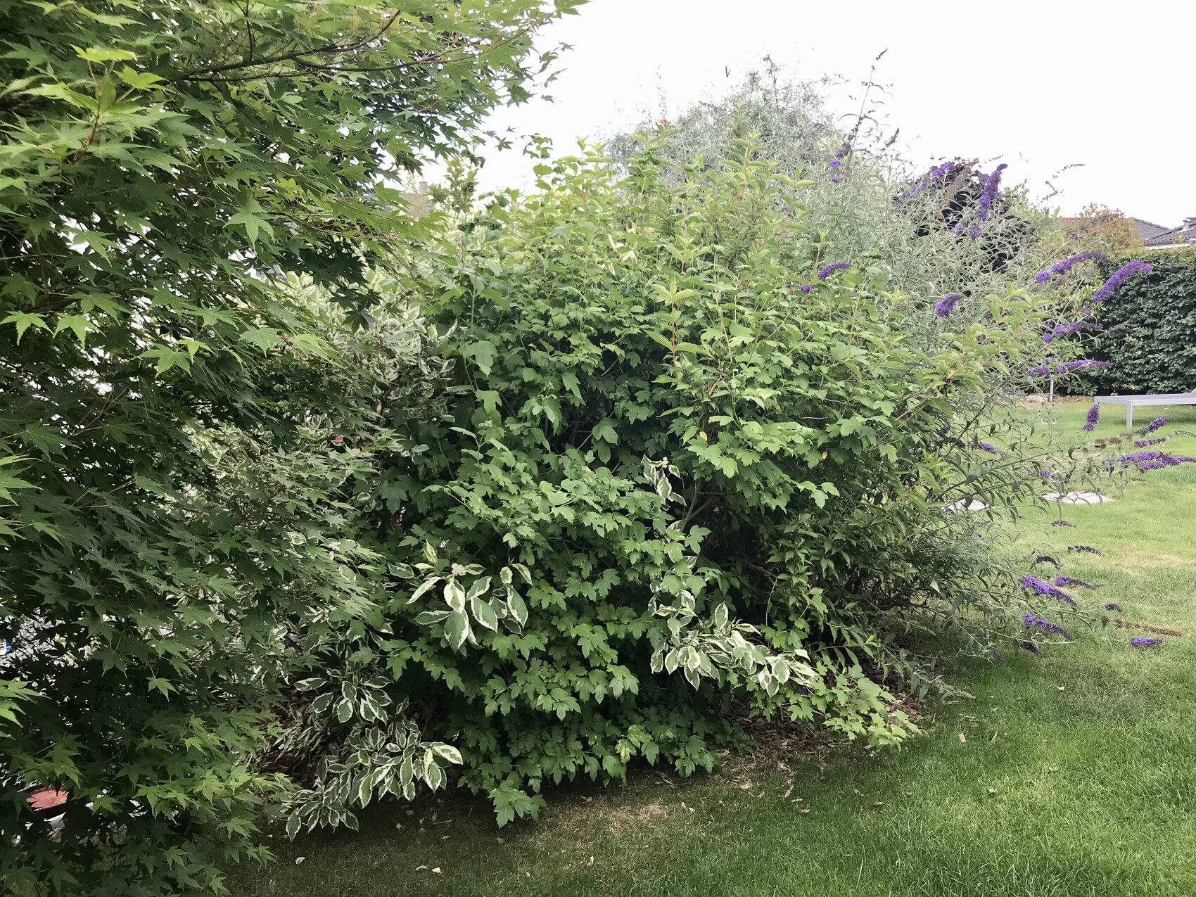 Große Gartensträucher mit grünem und variegiertem Laub, rechts violette Blüten im Rasen.