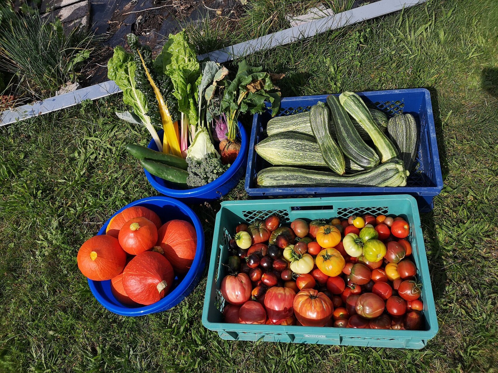 Frische Garten-Ernte mit Zucchini, Kürbissen und Tomaten in Kisten im Gras