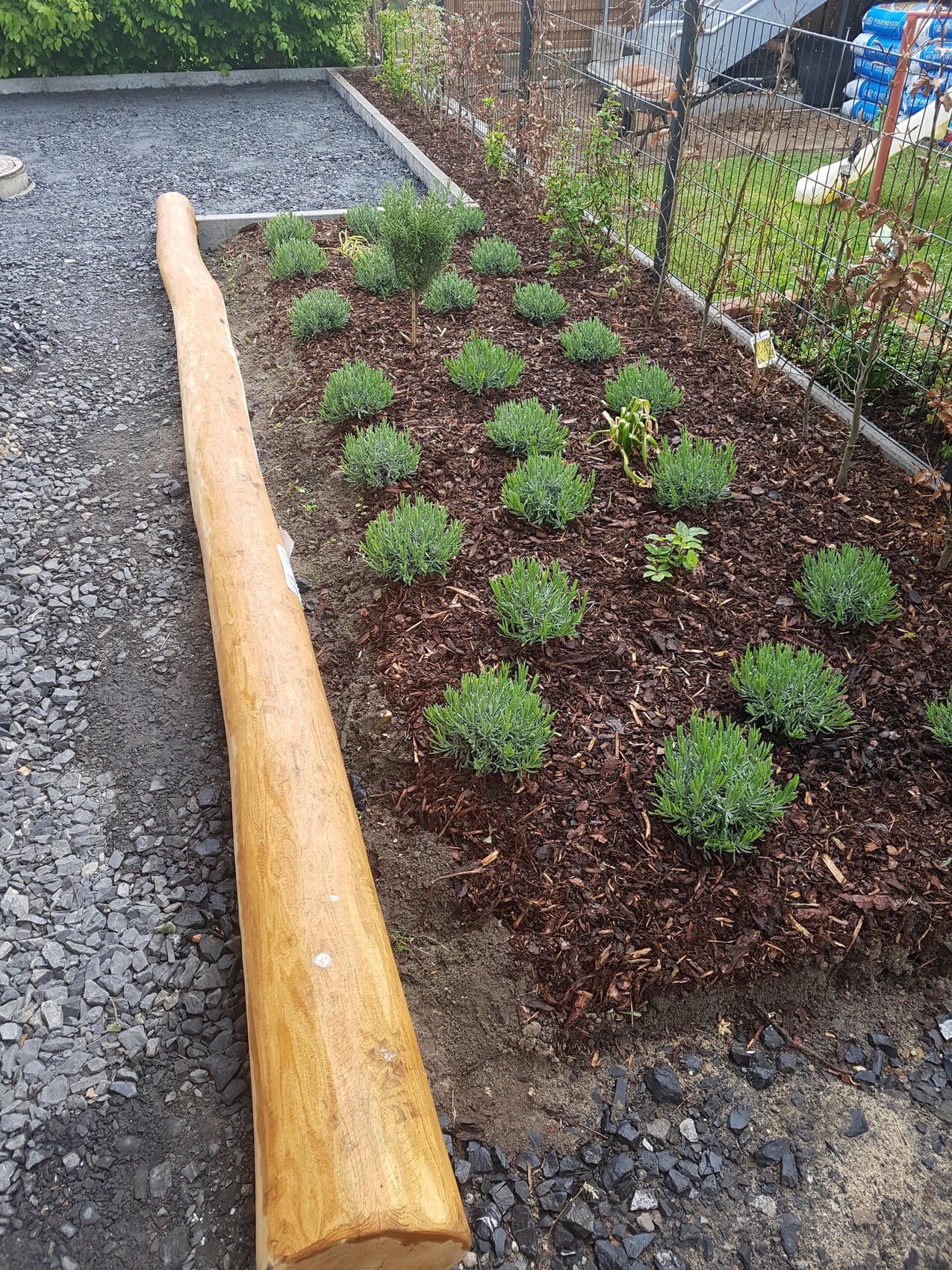 Gartenbeet mit Lavendel-ähnlichen Sträuchern im Mulch, Holzstamm auf Kiesweg, Zaun dahinter.