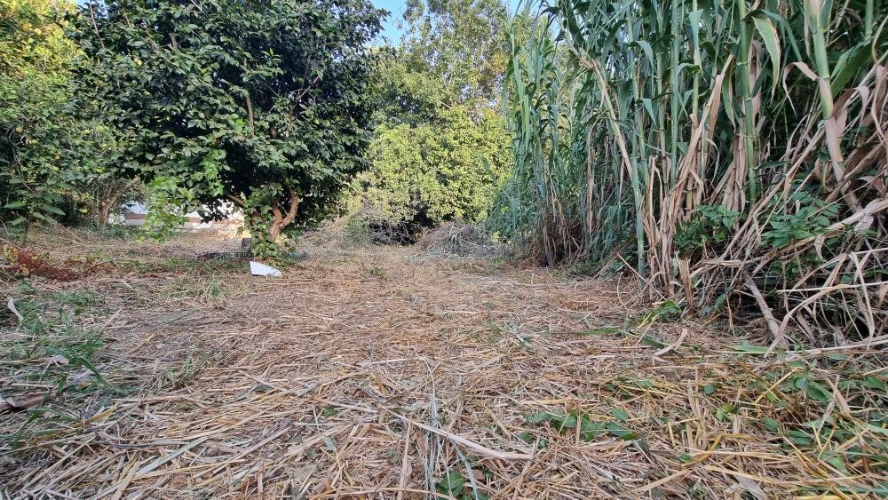 Gartenweg mit trockenen Strohresten auf dem Boden, links Bäume, rechts hohes Gras.
