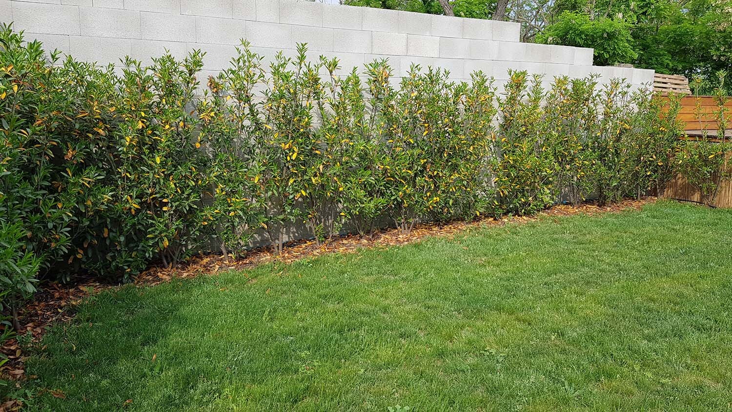 Garten mit grüner Hecke entlang grauer Mauer, davor grüner Rasen und Mulch am Boden.
