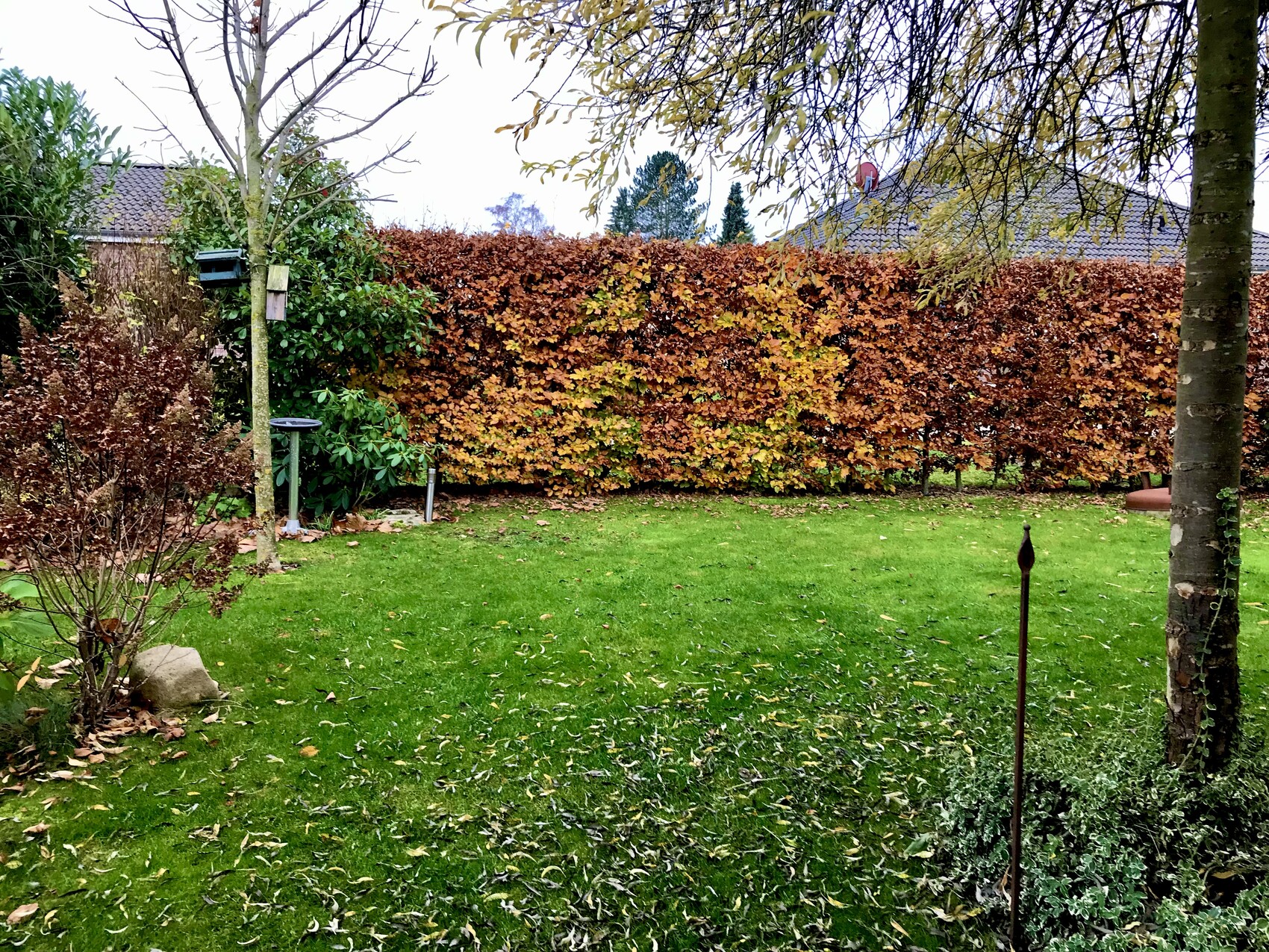 Garten mit grünem Rasen, herbstlich gefärbte Hecke und Vogelhaus auf Pfosten.