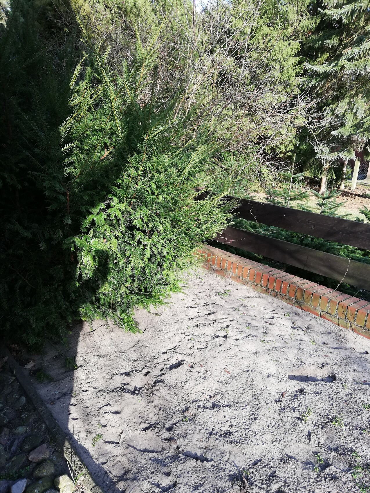 Große grüne Hecke mit Holzzaun und sandigem Boden im Garten