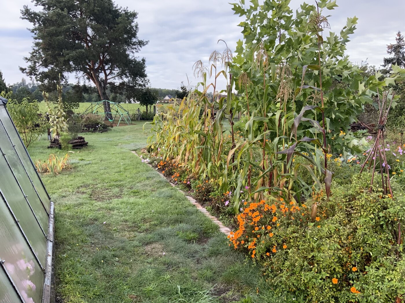 Gartenweg neben Beet mit hohen Maispflanzen, orange Blüten und grünem Hintergrund.