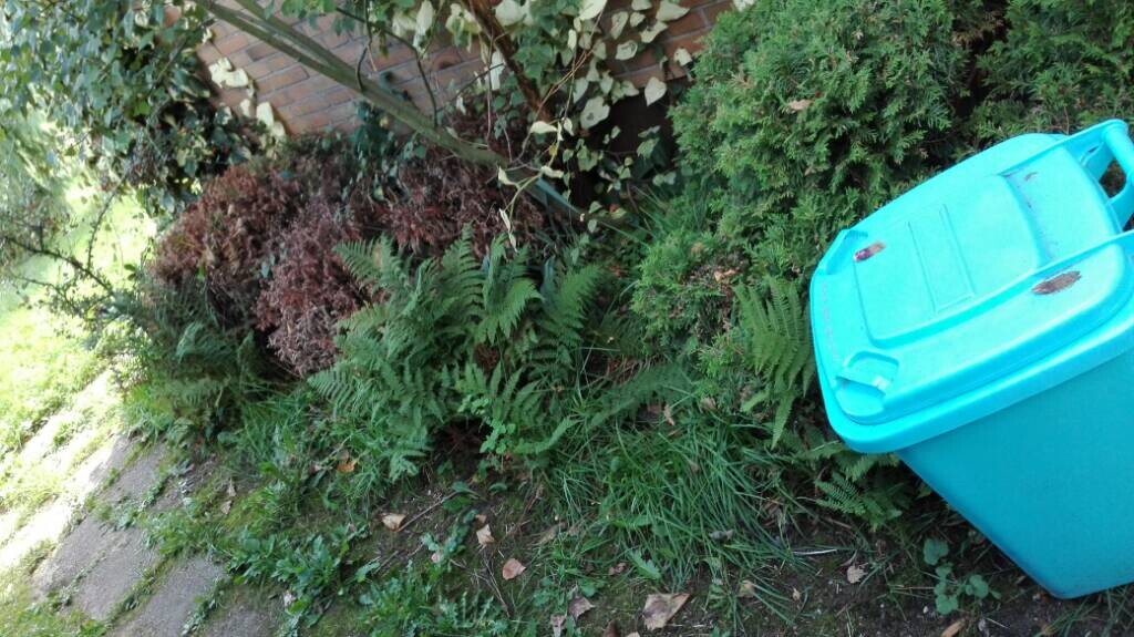 Blaue Mülltonne im Garten neben grünem Gebüsch und Farnen