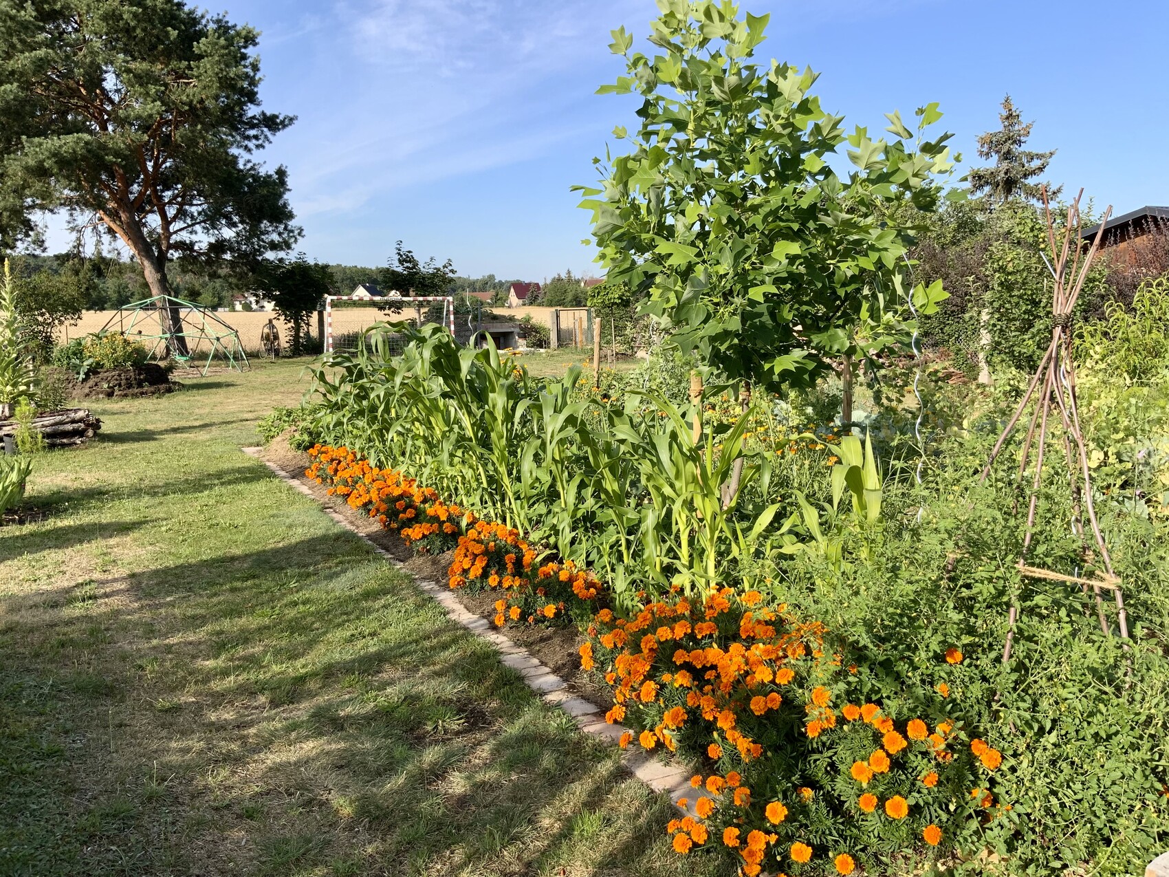 Garten mit orange Ringelblumen-Beeten am Rand, grüne Pflanzen und Baum im Hintergrund