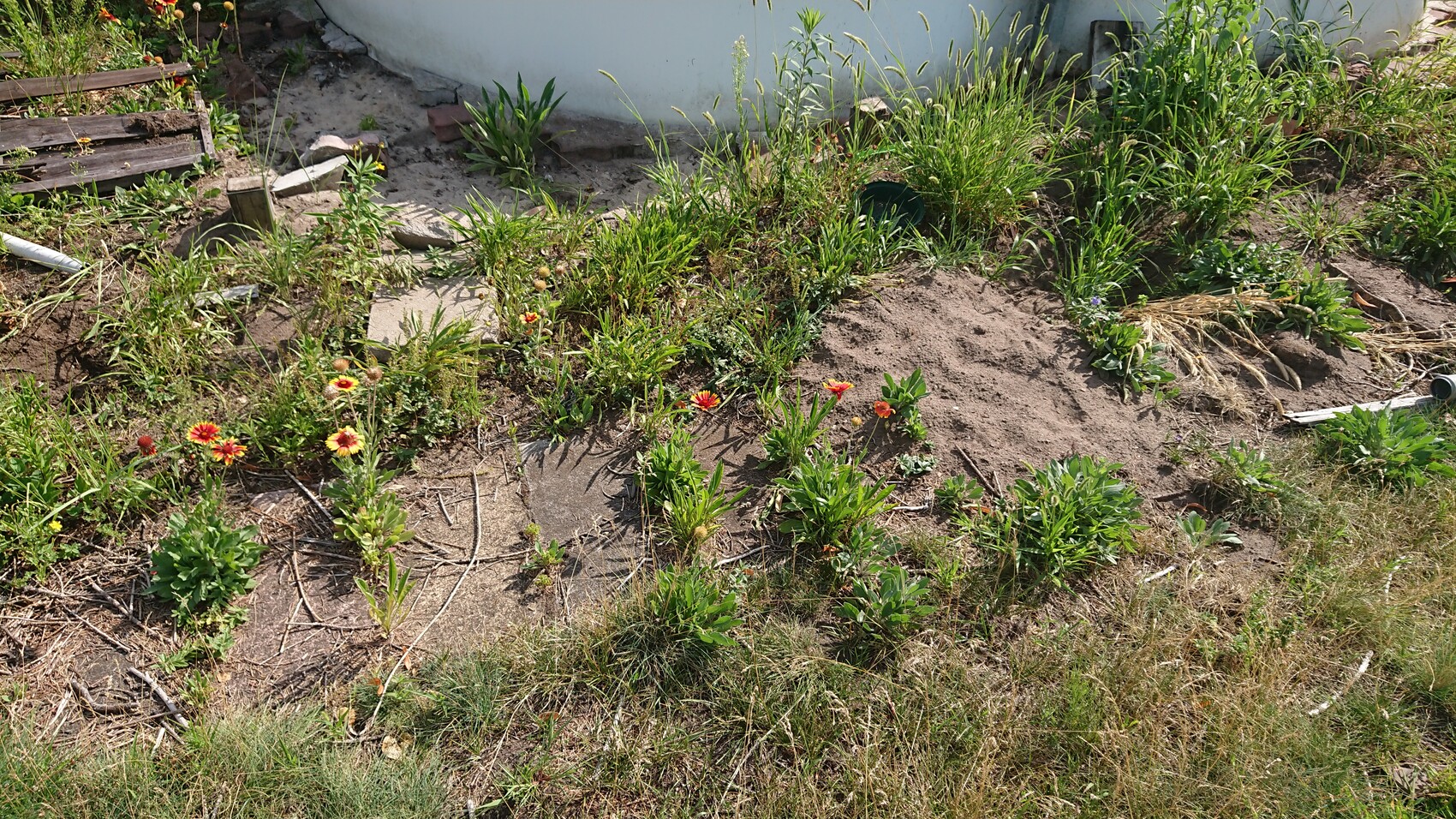 Gartenbeet mit roten Blüten, grünem Unkraut, trockenem Boden, runde weiße Wand dahinter.