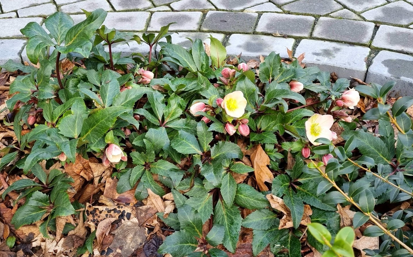 Grünes Blattwerk mit rosa-weißen Blüten im Beet neben Pflastersteinweg