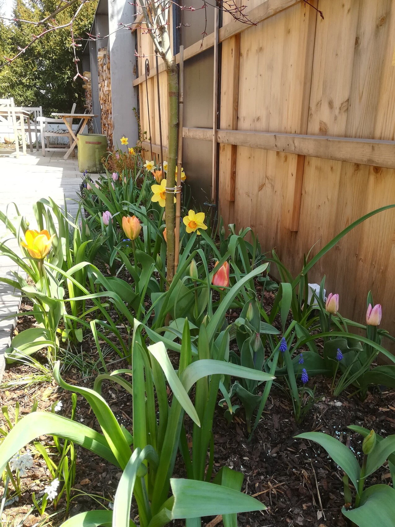 Blumenbeet am Holzzaun: gelbe Narzissen, pinke Tulpen, blaue Traubenhyazinthen; Gartenweg.