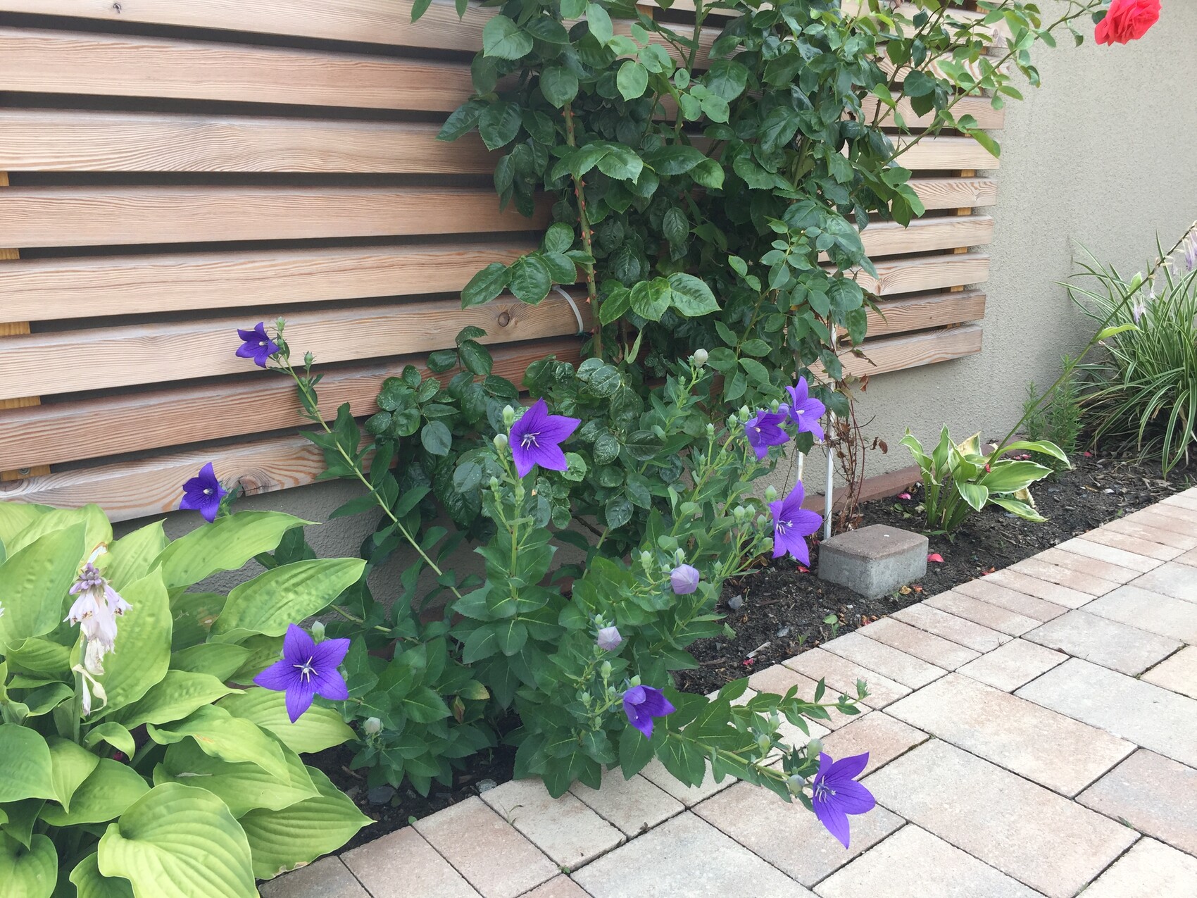 Gartenbeet mit violetten Glockenblumen am Holzlattenzaun neben grünem Laub und einem Pflasterweg