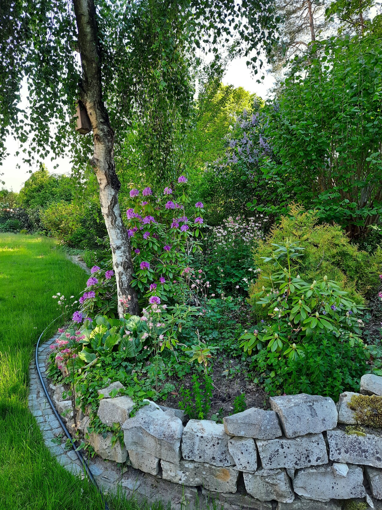 Gartenbeet mit Steinmauer, Birke, violette Rhododendren und grünem Buschwerk; linker Pflasterweg.