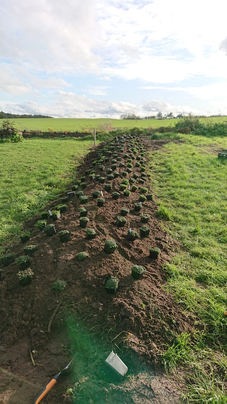 Langgezogener Pflanzgraben mit vielen Topfpflänzchen, Erde drumherum, Feld und Himmel im Hintergrund.