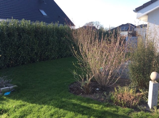 Garten mit grünem Rasen, dichter Hecke und Sträuchern vor Häusern.