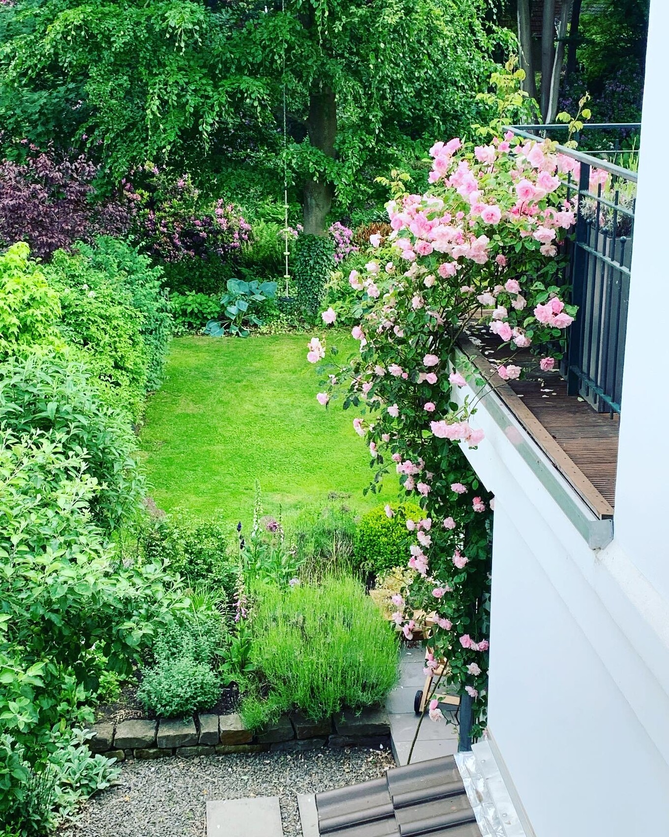 Garten mit rosa Rosen am Balkon, grüne Rasenfläche, Sträucher und Bäume im Hintergrund
