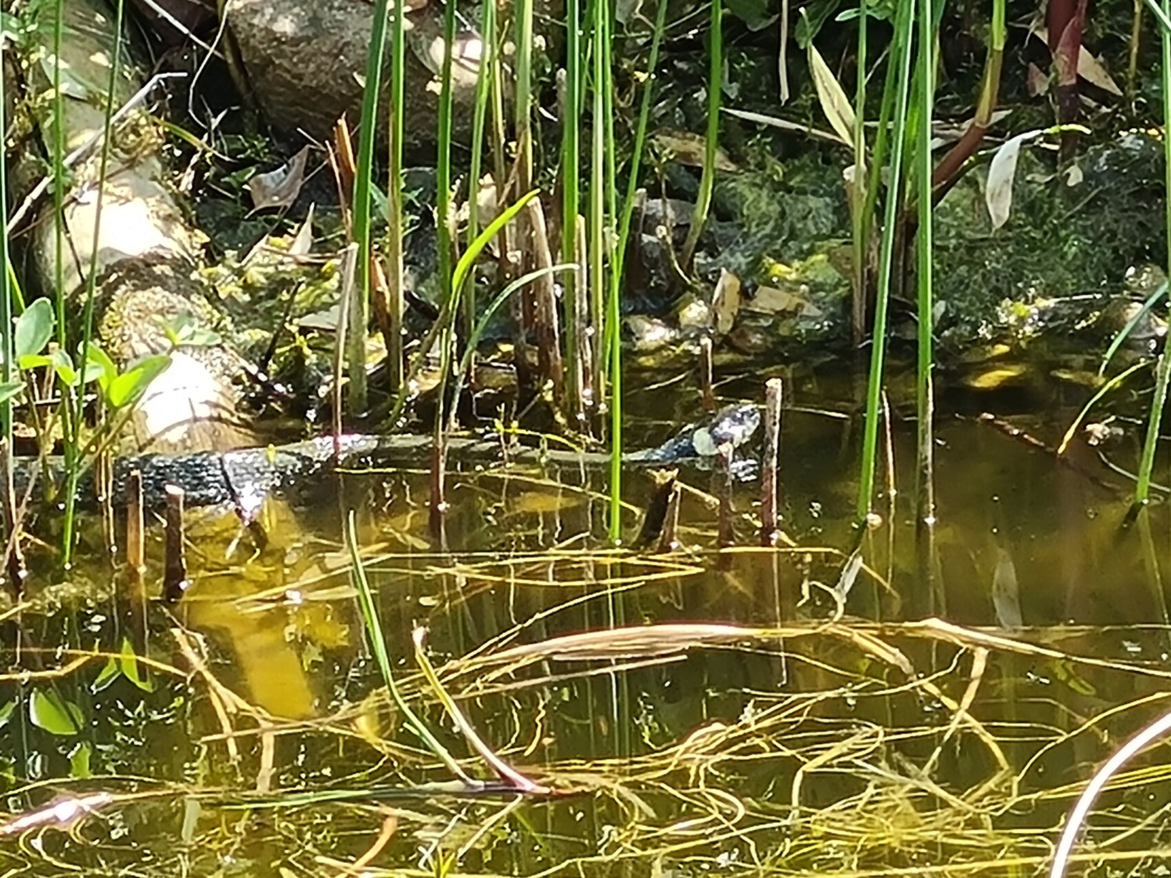 Sumpfiger Teichrand mit Schilf, Treibholz und trübem Wasser.