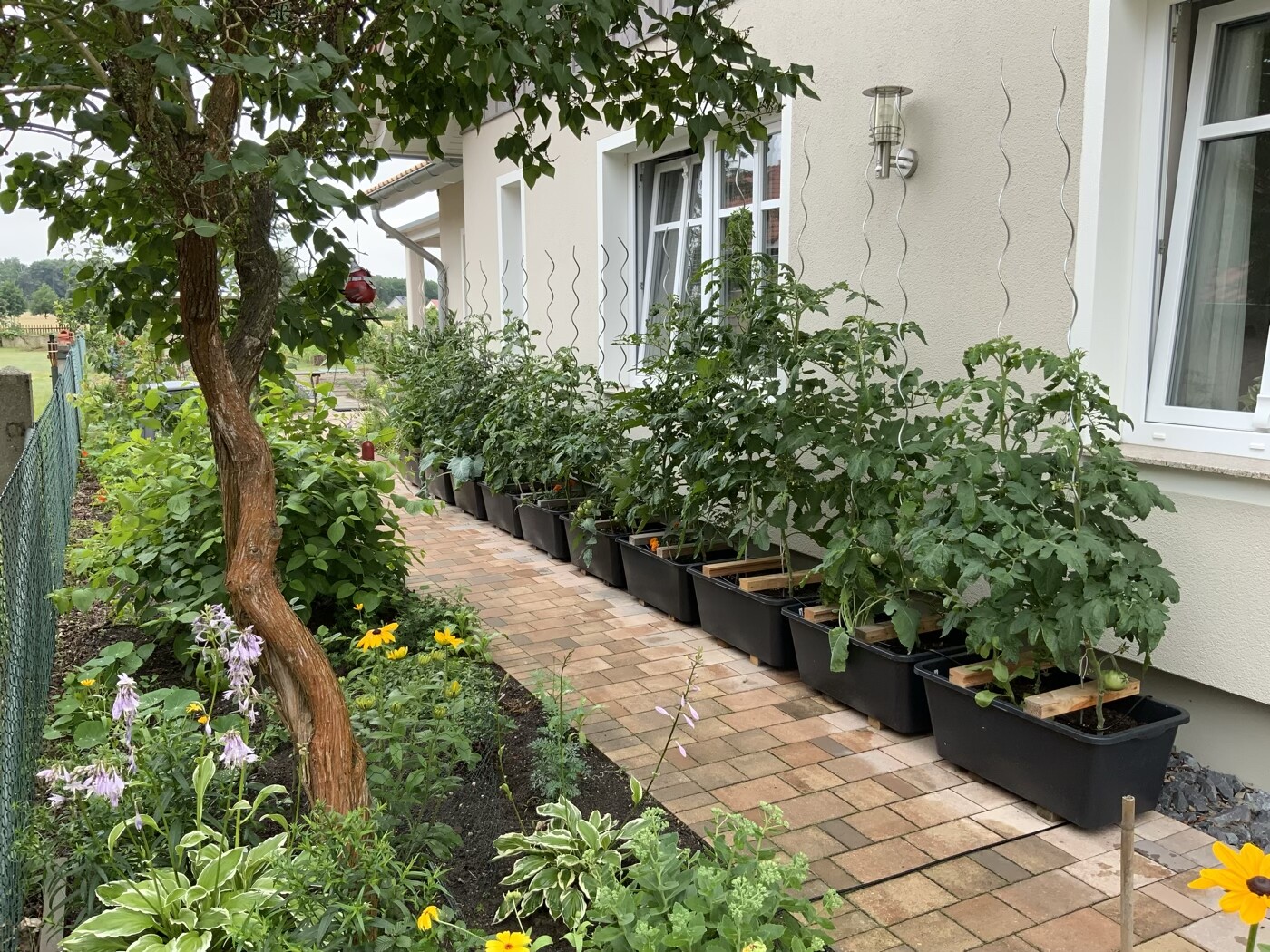 Tomatenpflanzen in schwarzen Pflanzkästen entlang der Hauswand auf einem Ziegelweg.