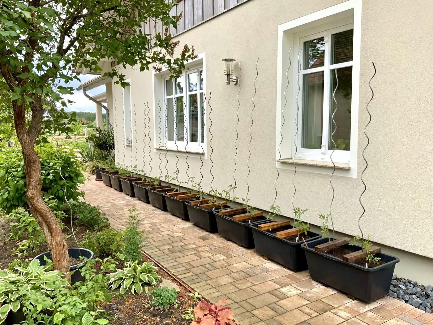 Gartenweg neben heller Außenwand mit weißen Fenstern; rechteckige Pflanzkübel mit jungen Pflanzen.