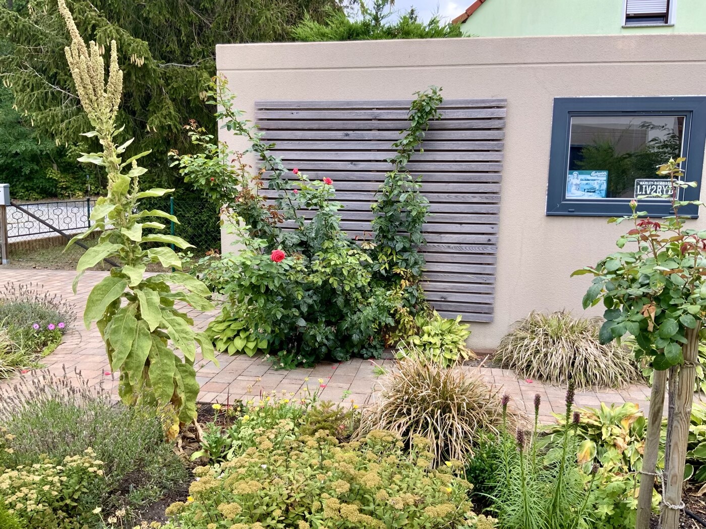 Begrünter Garten vor beiger Wand mit Fenster, Lamellenwand und Rosenstauden