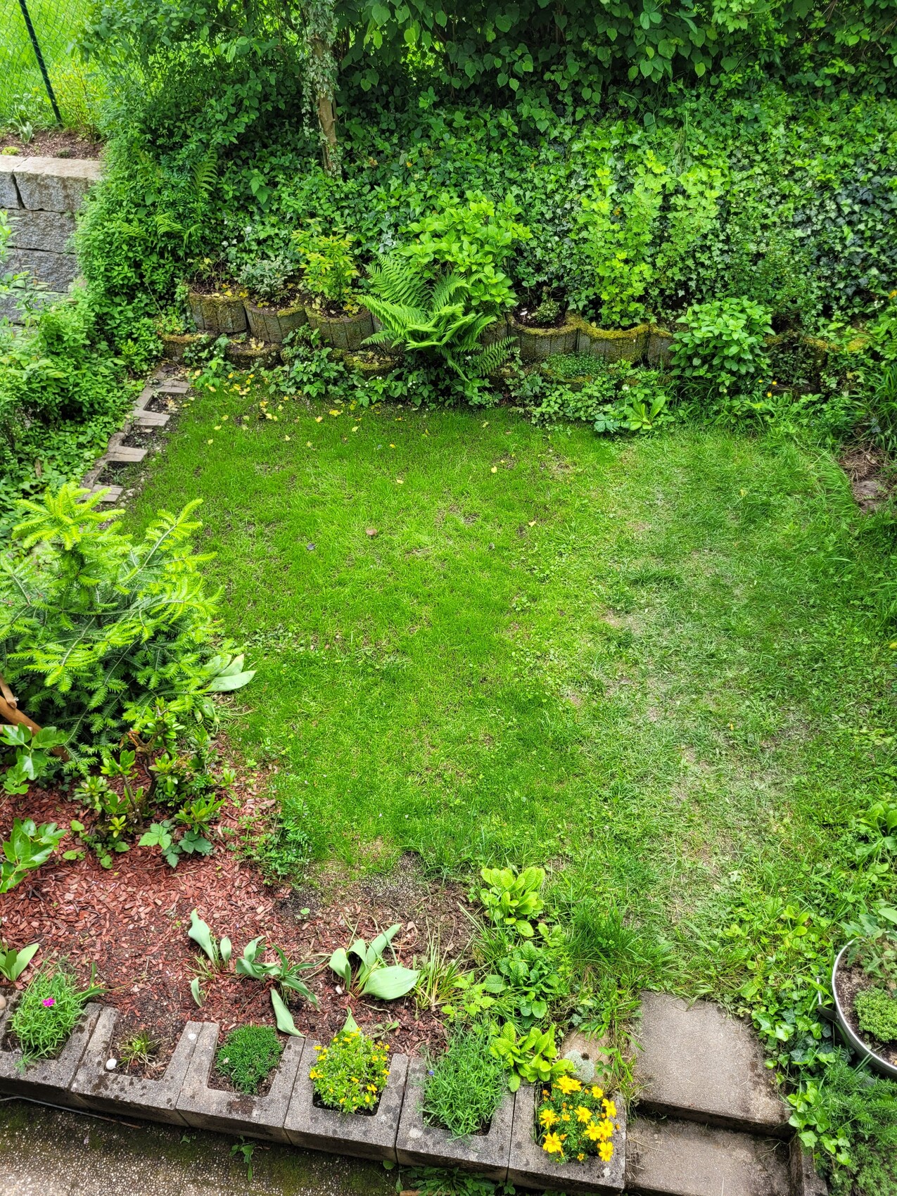 Garten mit grünem Rasen, Beetumrandung aus Steinen und dichter Hintergrundhecke.
