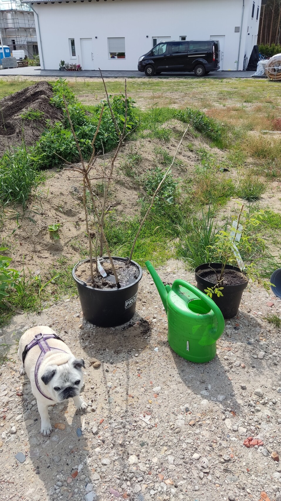 Kleiner Hund steht auf Kiesboden neben Topfpflanzen und grünem Gießkanne vor Neubauhaus.