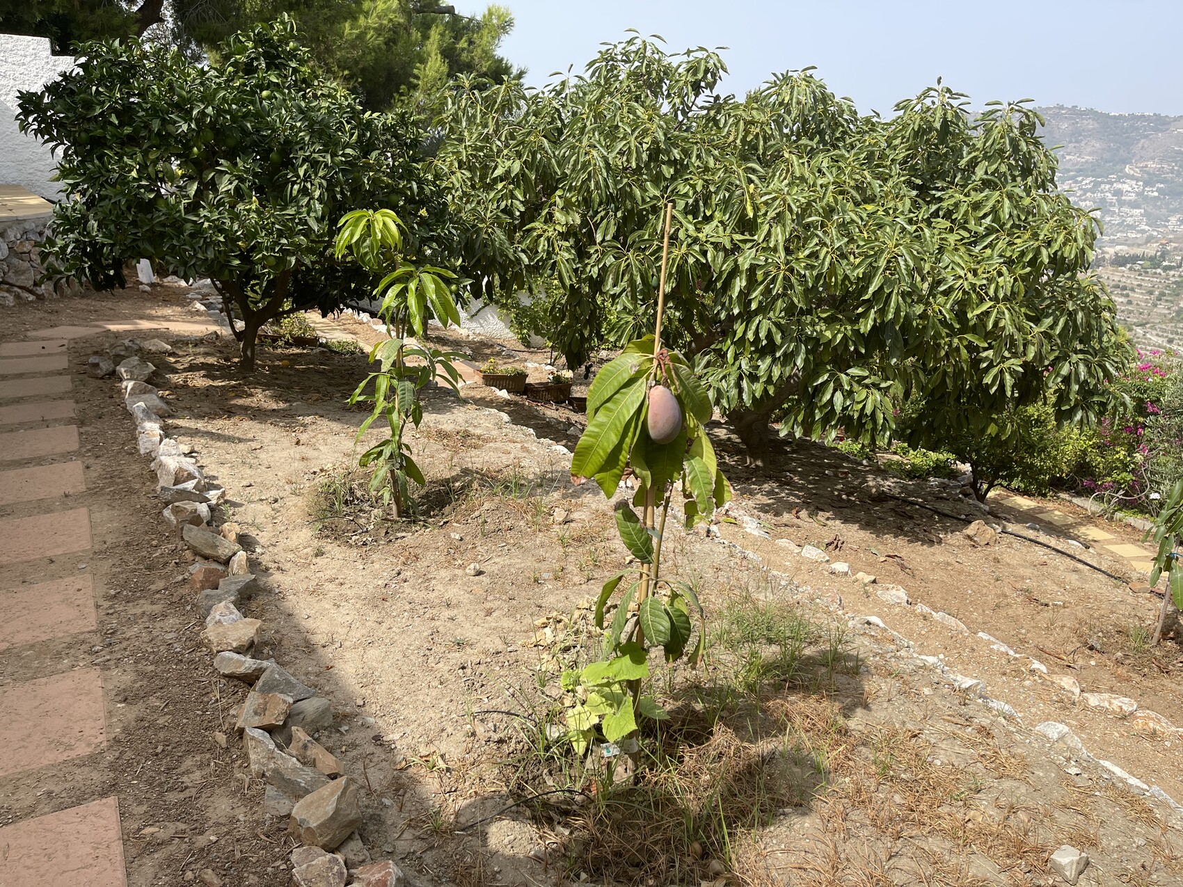 Gartenansicht mit jungen Obstbaum und einer grossen Frucht, daneben Steinweg und Hanglandschaft.